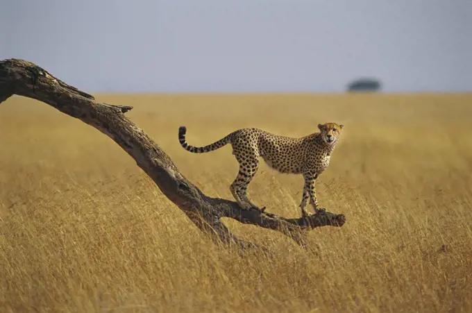 Cheetah (Acinonyx jubatus) standing on dead tree branch, Masai Mara, Kenya