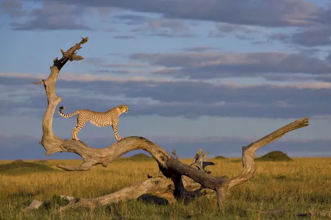 Cheetah (Acinonyx jubatus) male on lookout, Masai Mara, Kenya