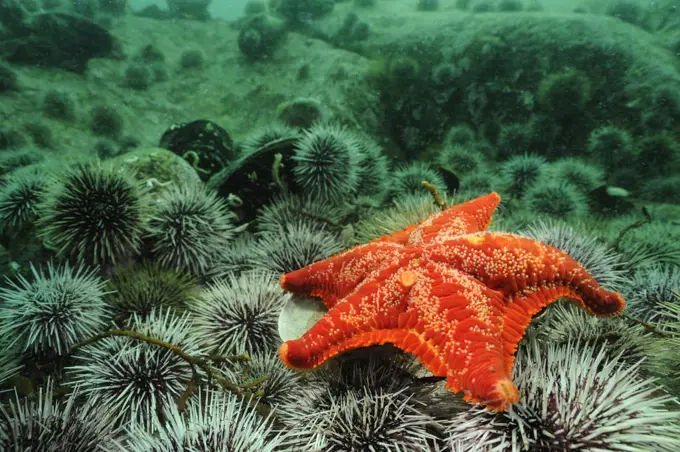 Red Cushion Star (Porania pulvillus) on a bed of sea urchins, Lysefjord, Norway