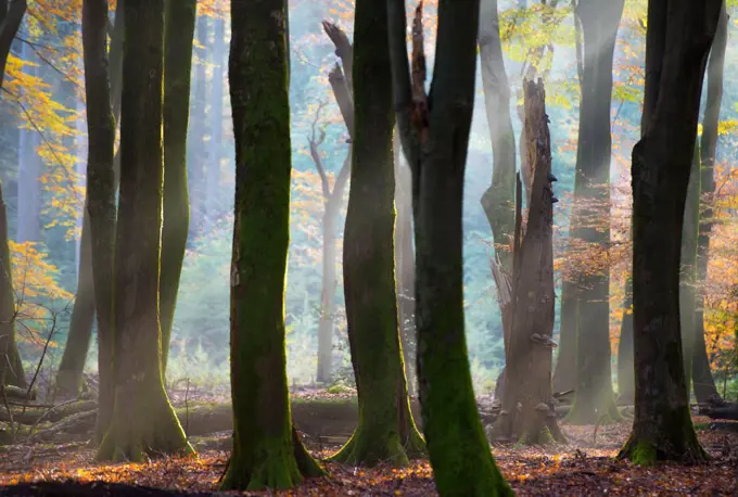 European Beech (Fagus sylvatica) forest in autumn, Netherlands