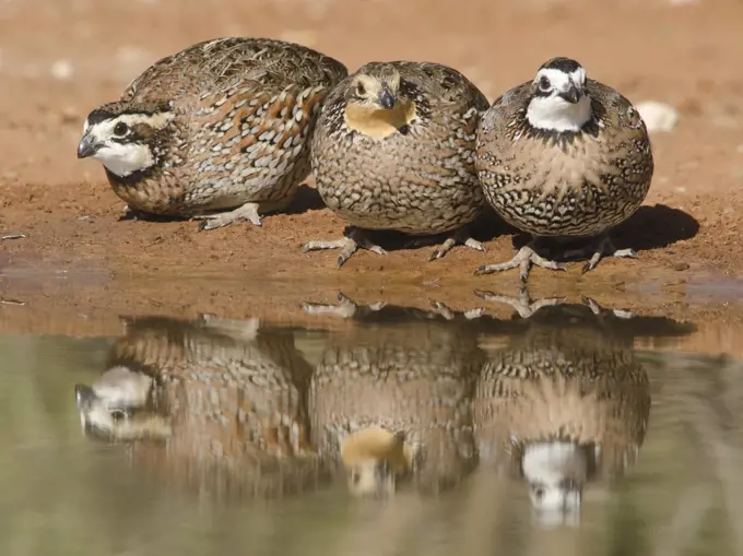 Northern Bobwhite (Colinus virginianus) trio at pond, Texas