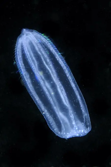 Comb Jelly (Beroe gracilis) feeding on Sea Gooseberry (Pleurobrachia pileus) comb jelly, Netherlands