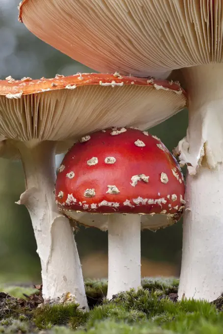 Fly Agaric (Amanita muscaria) mushrooms, Netherlands