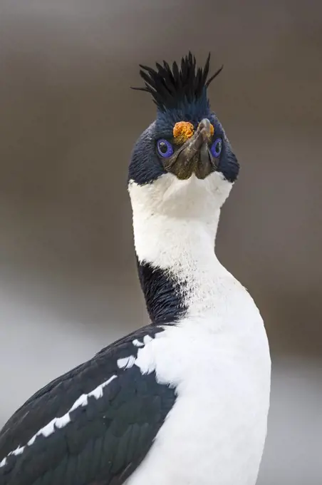 Blue-eyed Cormorant (Phalacrocorax atriceps), Sea Lion Island, Falkland Islands