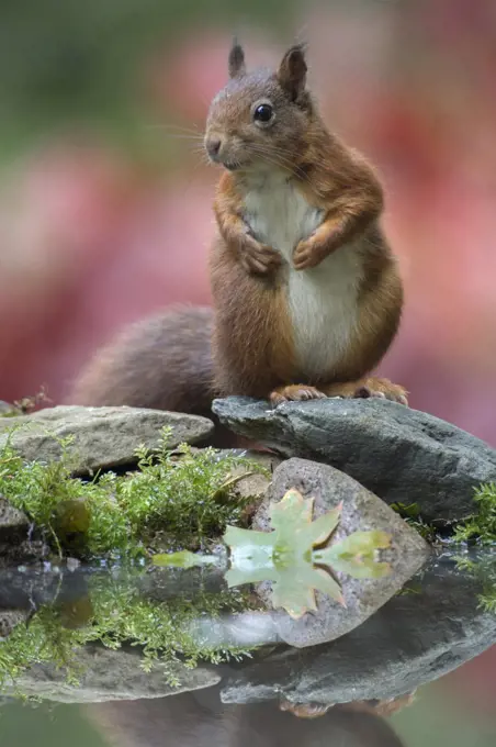 Eurasian Red Squirrel (Sciurus vulgaris), Netherlands