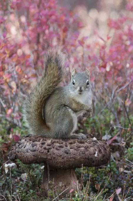 Douglas's Squirrel (Tamiasciurus douglasii) on mushroom, Alaska