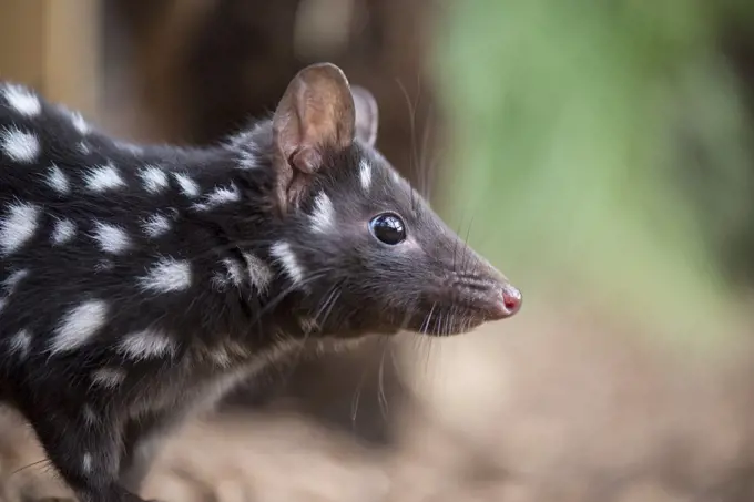 Eastern Quoll (Dasyurus viverrinus), Bonorong Wildlife Sanctuary, Tasmania, Australia