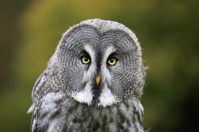 Great Gray Owl (Strix nebulosa), Eifel, Germany