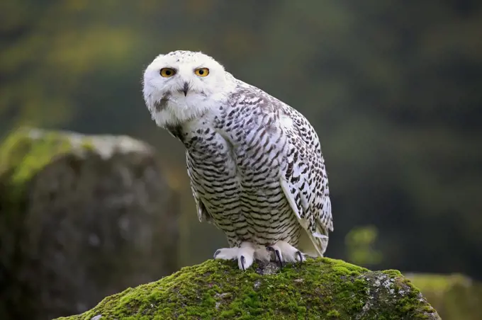 Snowy Owl (Nyctea scandiaca), Eifel, Germany