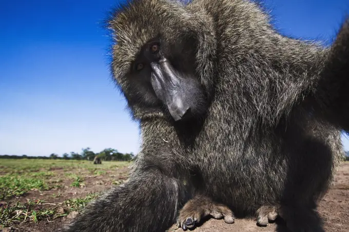 Olive Baboon (Papio anubis) male investigating camera, Masai Mara, Kenya