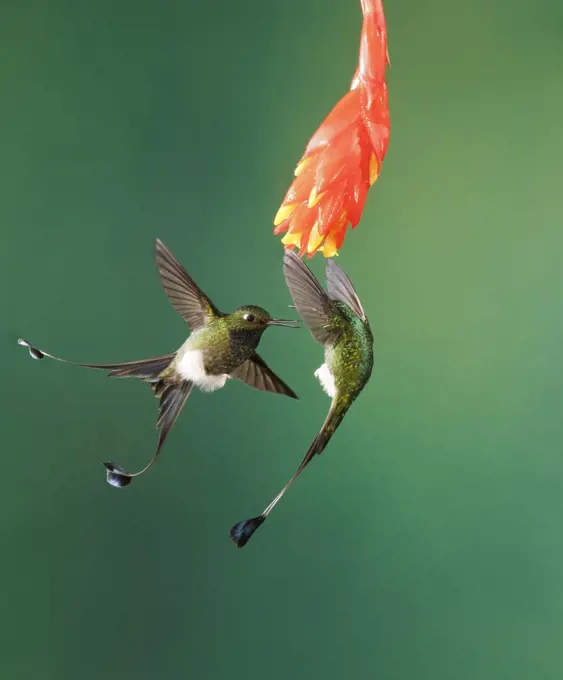 Booted Racket-tail (Ocreatus underwoodii) males fighting, Pichincha, Ecuador