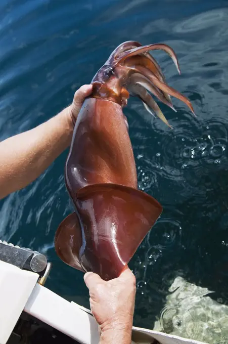 Humboldt Squid (Dosidicus gigas) young held by squid researcher Scott Cassell, Gulf of California, Baja California, Mexico