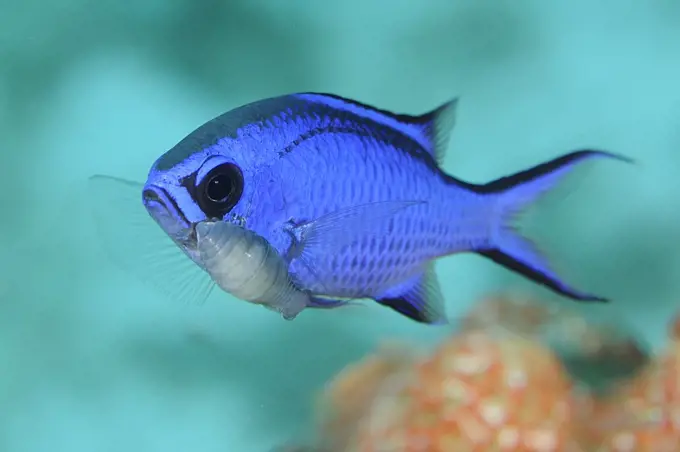 Blue Chromis (Chromis cyanea) with parasite, Dominican Republic, Caribbean