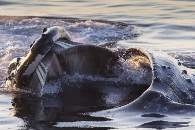 Humpback Whale (Megaptera novaeangliae) gulp feeding, southeast Alaska