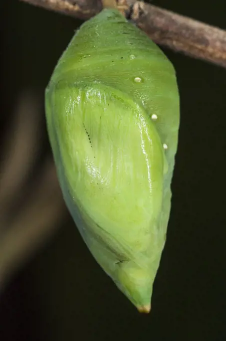 Forest Giant-Owl (Caligo eurilochus) butterfly chrysalis, Mindo Cloud Forest, Ecuador