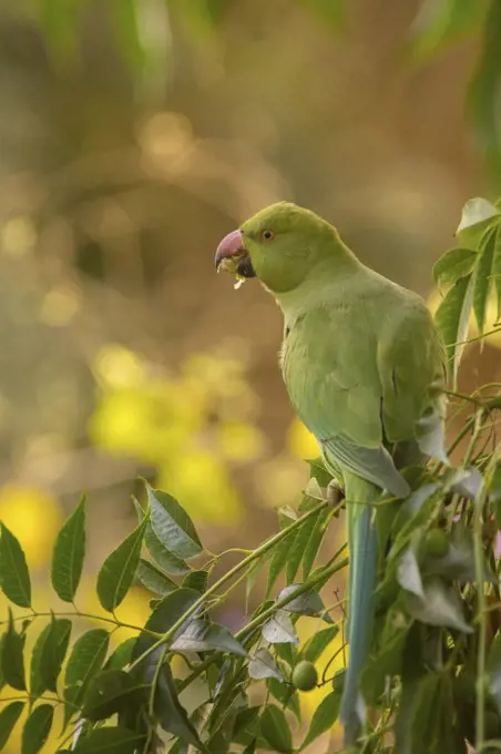 Alexandrine Parakeet (Psittacula eupatria) female feeding on fruit, Tenerife, Spain