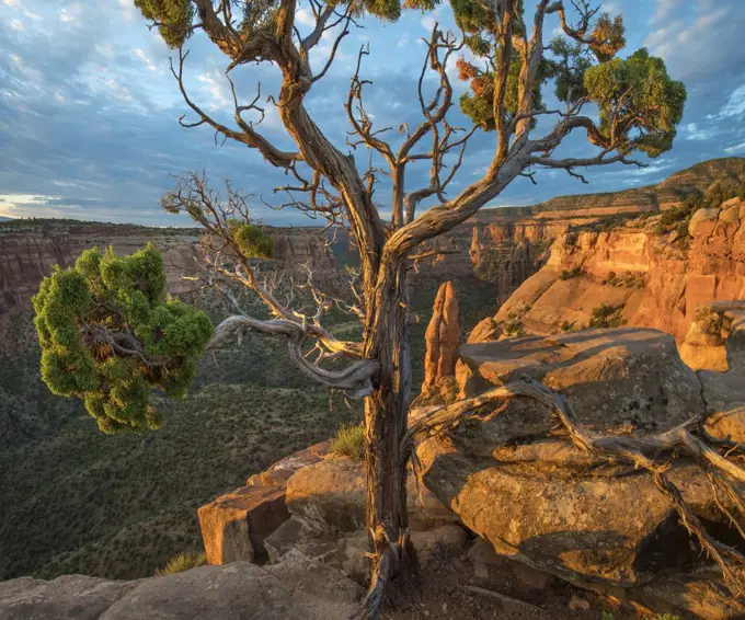 Pine (Pinus sp) tree, Monument Canyon, Colorado National Monument, Colorado