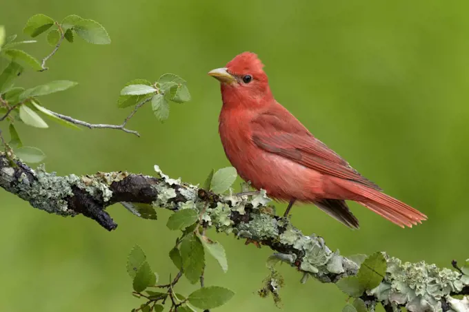 Summer Tanager (Piranga rubra) male, Texas