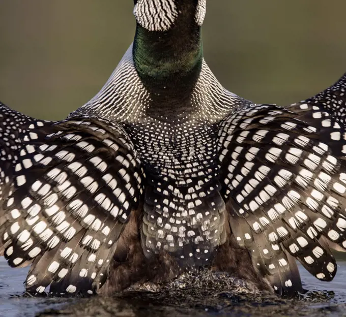 Common Loon (Gavia immer) speckled back feathers seen while stretching, British Columbia, Canada