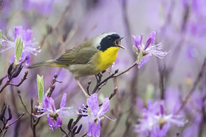 Common Yellowthroat (Geothlypis trichas) male calling, Maine