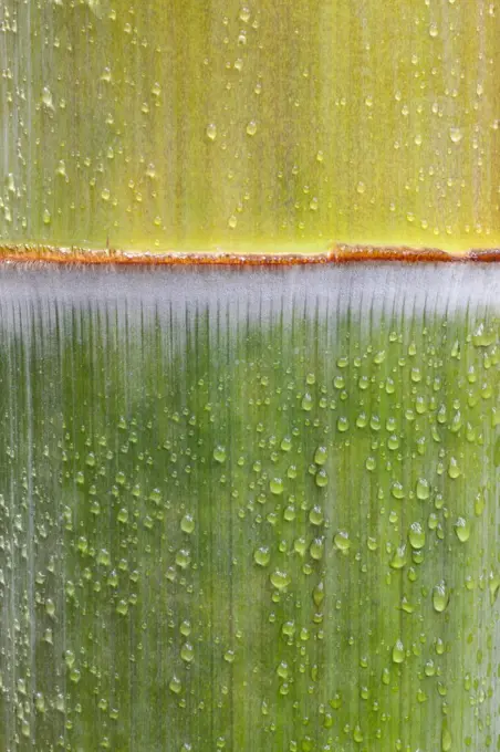 Moso Bamboo (Phyllostachys heterocycla) stem, Shunan Zhuhai National Park, Sichuan, China