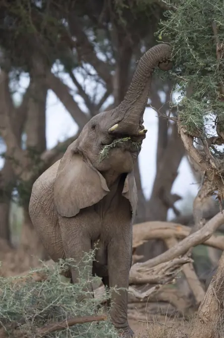 African Elephant (Loxodonta africana) browsing, Kaokoland, Namibia