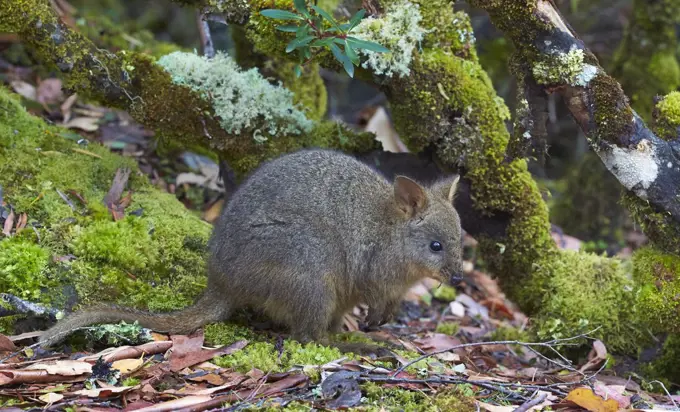 Red-bellied Pademelon (Thylogale billardierii), Cradle Mountain-Lake Saint Clair National Park, Tasmania, Australia