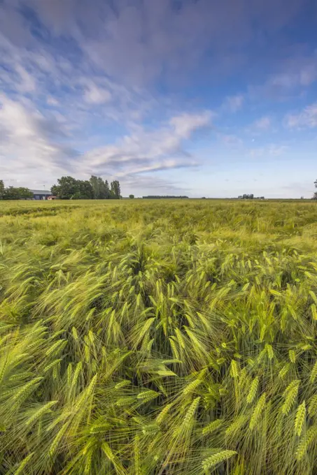 Two-rowed Barley (Hordeum vulgare) field, Netherlands