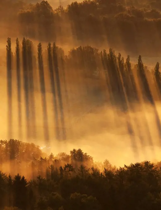 Trees at sunrise, Belgium