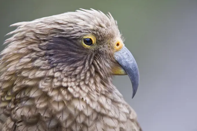 Kea (Nestor notabilis), Arthur's Pass National Park, Southern Alps, South Island, New Zealand