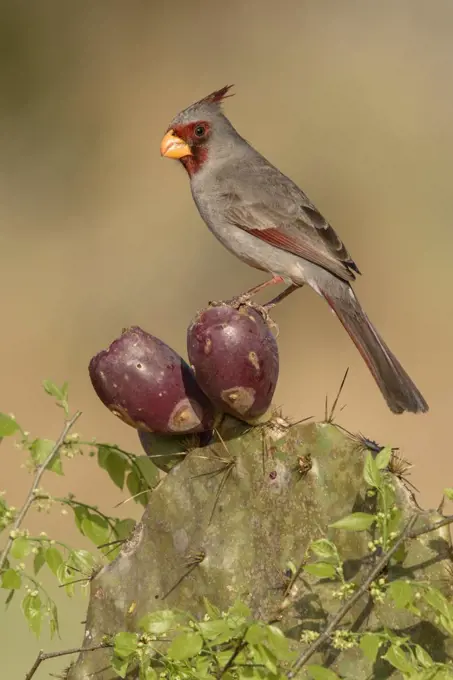 Pyrrhuloxia (Cardinalis sinuatus) male perching on cactus, Texas