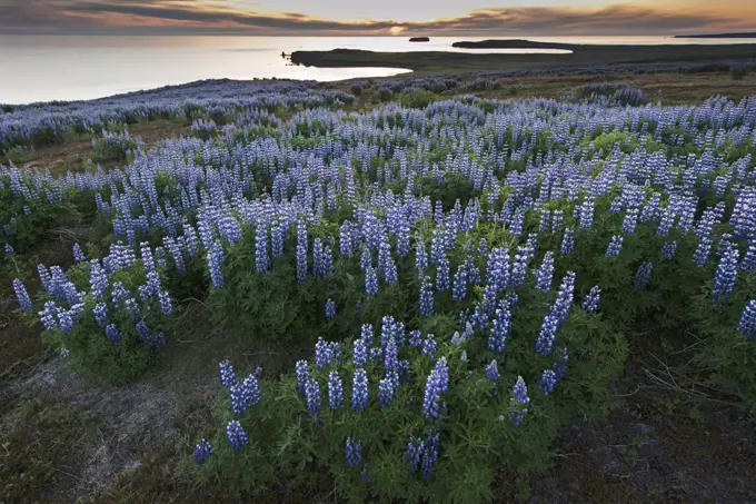 Nootka Lupine (Lupinus nootkatensis) flowering along coast, introduced species, Skjalfandi, northern Iceland