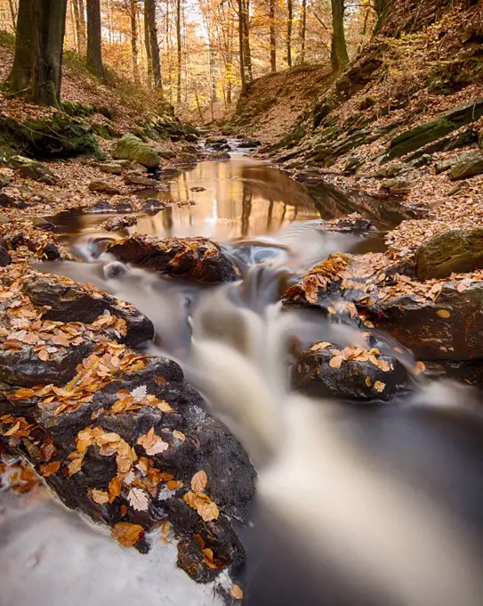 European Beech (Fagus sylvatica) leaves in creek in autumn, Ardennes, Belgium