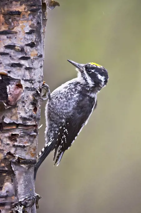 Three-toed Woodpecker (Picoides tridactylus) male, Dovrefjell, Norway