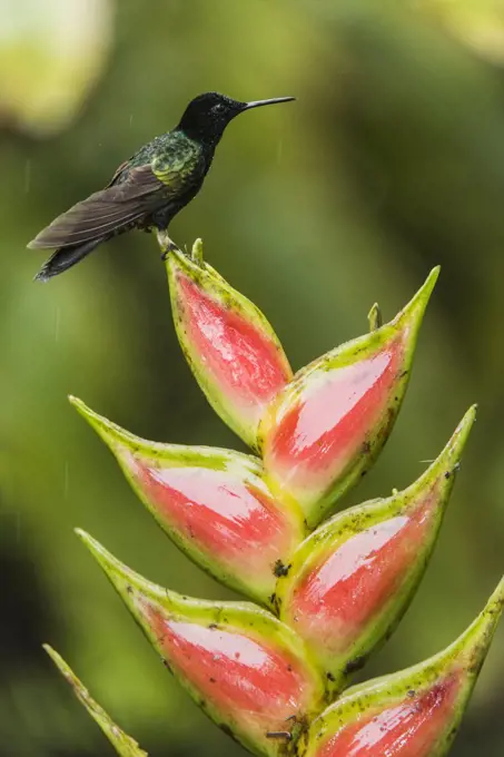 Velvet-purple Coronet (Boissonneaua jardini) female, Mashpi Rainforest Biodiversity Reserve, Pichincha, Ecuador