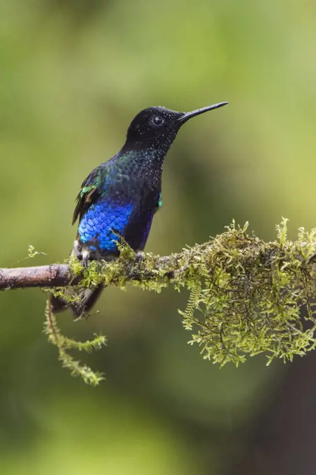 Velvet-purple Coronet (Boissonneaua jardini) male, Mashpi Rainforest Biodiversity Reserve, Pichincha, Ecuador