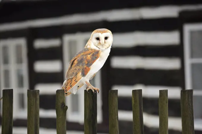 Barn Owl (Tyto alba) near building, Zdarske Vrchy, Bohemian-Moravian Highlands, Czech Republic