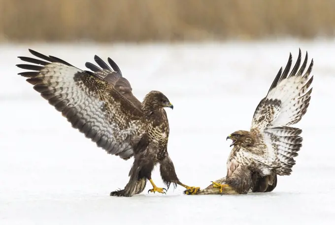 Common Buzzard (Buteo buteo) pair fighting on ice, Germany