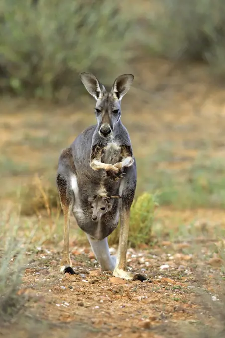 Red Kangaroo (Macropus rufus) mother with joey, Sturt National Park, New South Wales, Australia