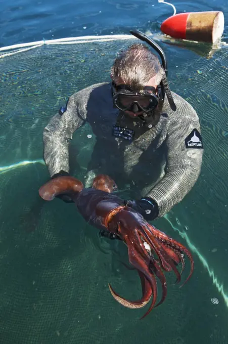 Humboldt Squid (Dosidicus gigas) young held by squid researcher Scott Cassell, Gulf of California, Baja California, Mexico