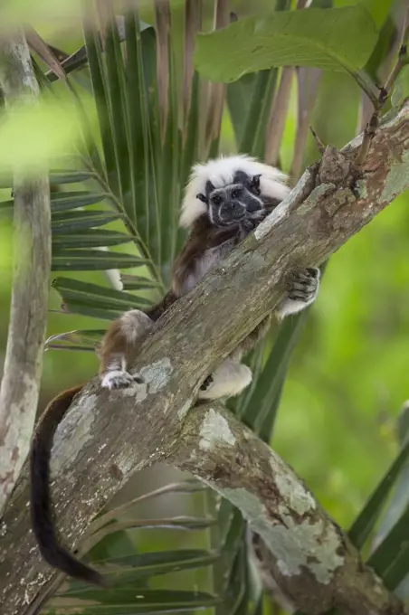 Cotton-top Tamarin (Saguinus oedipus), northern Colombia