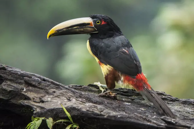 Pale-mandibled Aracari (Pteroglossus erythropygius), Mashpi Rainforest Biodiversity Reserve, Pichincha, Ecuador