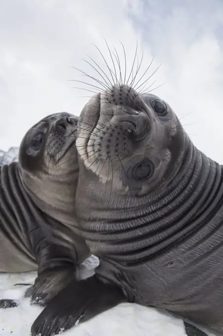 Southern Elephant Seal (Mirounga leonina) pups play-fighting, Royal Bay, South Georgia Island