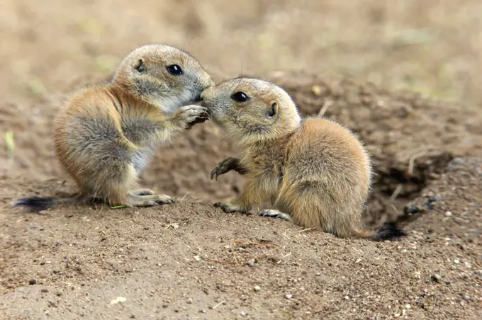 Black-tailed Prairie Dog (Cynomys ludovicianus) pups nuzzling, Heidelberg, Germany