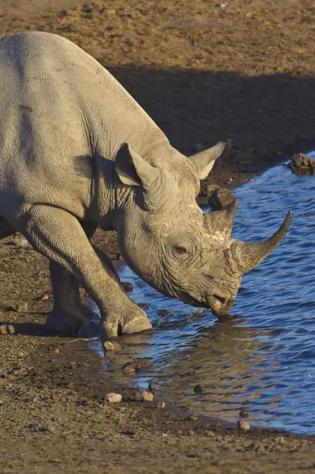 Black Rhinoceros (Diceros bicornis) drinking at waterhole in dry season, Etosha National Park, Namibia