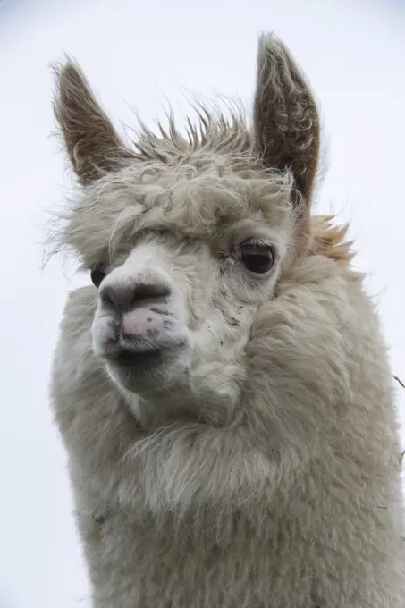 Alpaca (Lama pacos), Antisana Ecological Reserve, Ecuador