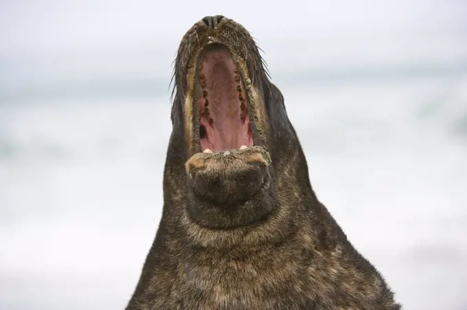 Hooker's Sea Lion (Phocarctos hookeri) calling, South Island, New Zealand