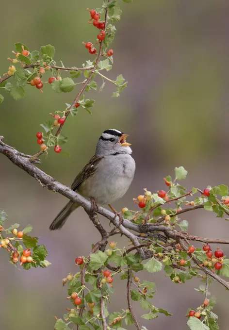 White-crowned Sparrow (Zonotrichia leucophrys) calling, British Columbia, Canada