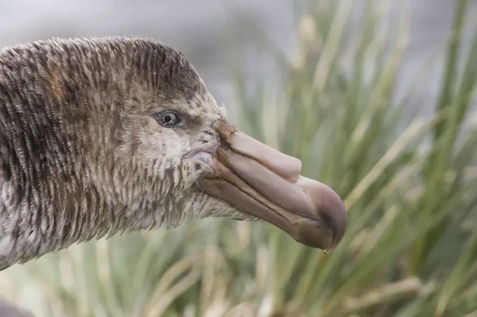 Northern Giant Petrel (Macronectes halli), Gold Harbor, South Georgia Island