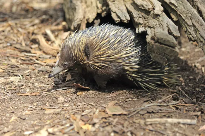 Short-beaked Echidna (Tachyglossus aculeatus), South Australia, Australia